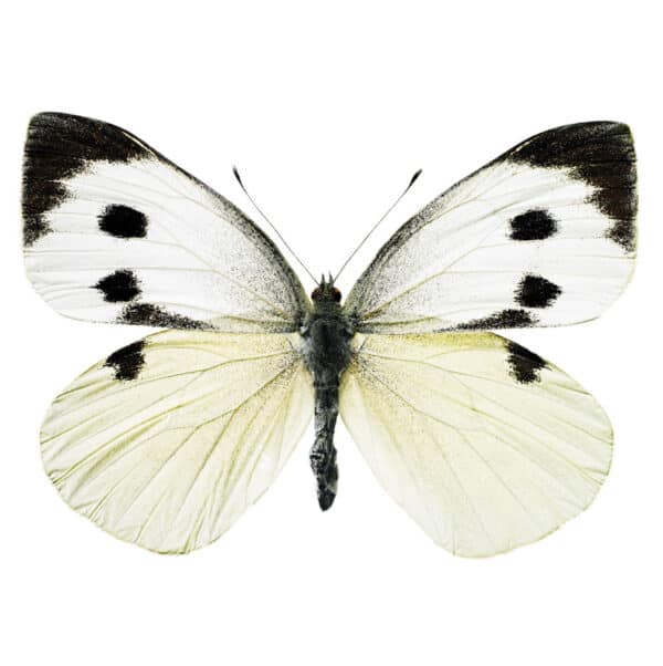 KEK Amsterdam Hagedornhagen vlinder