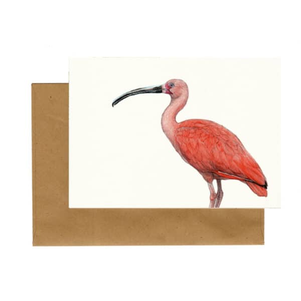 Lonneke Grimbergen Art - Rode‏‏‎ ‎ibis‏‏‎