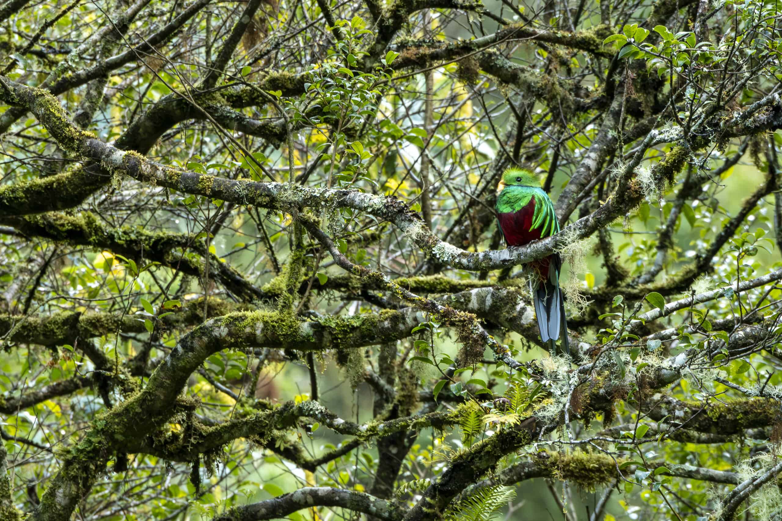 Quetzal Costa Rica